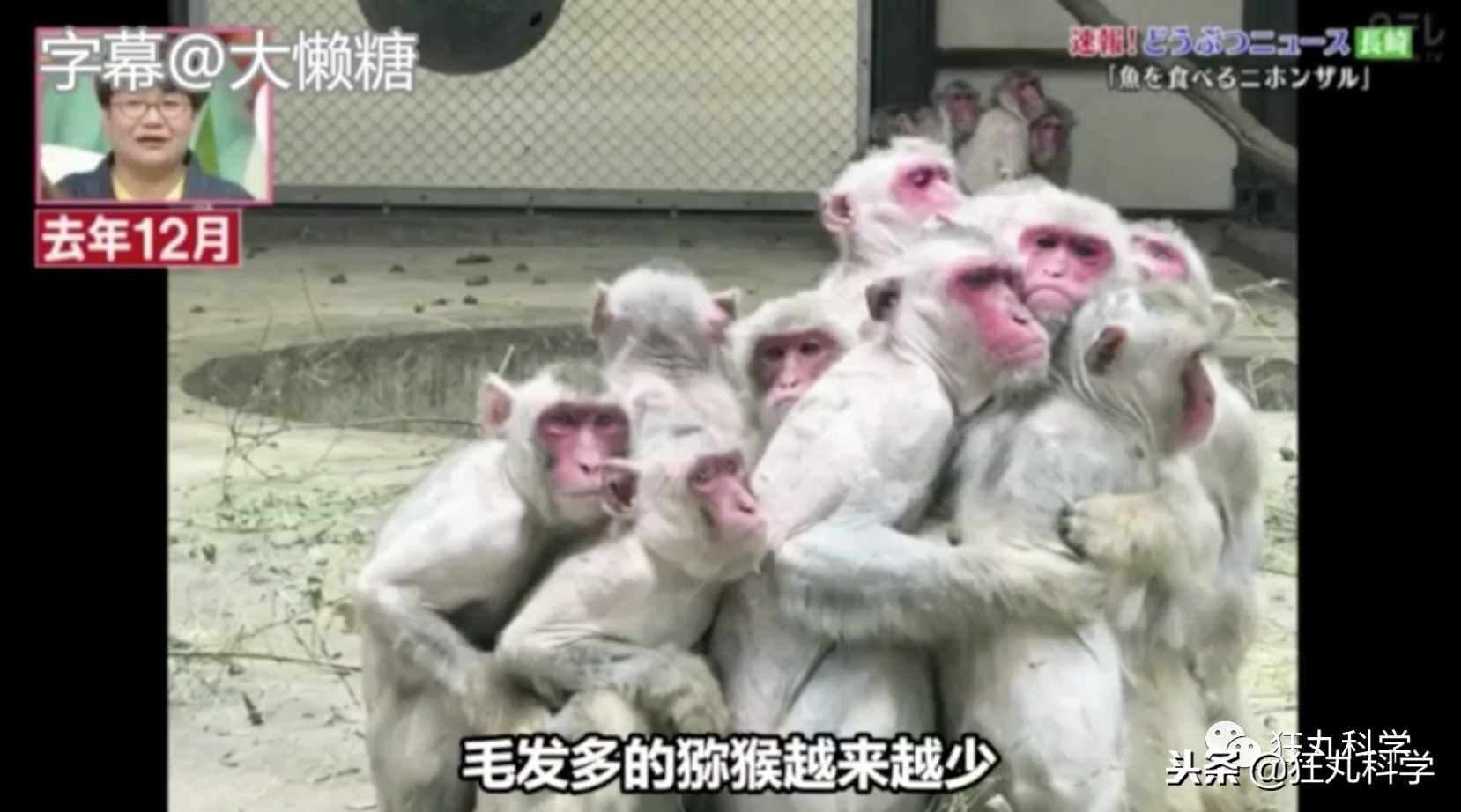 绉冨ご鐚村瓙鍚冮奔,鏃ユ湰鐚村瓙绉冨ご鍚冮潚鑺遍奔