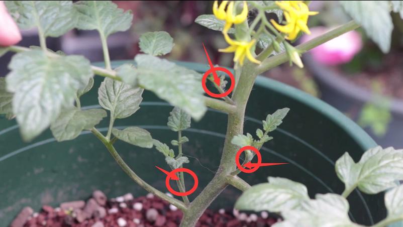 小番茄只长高不结果怎么办,开花期的小番茄要怎么养