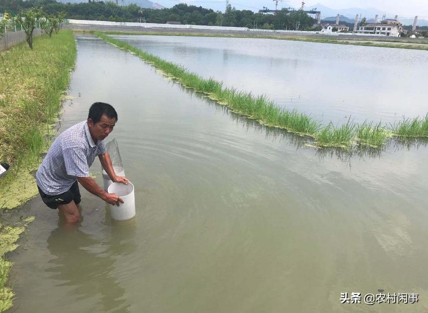 甲鱼养殖小常识大全,甲鱼养殖最新技术