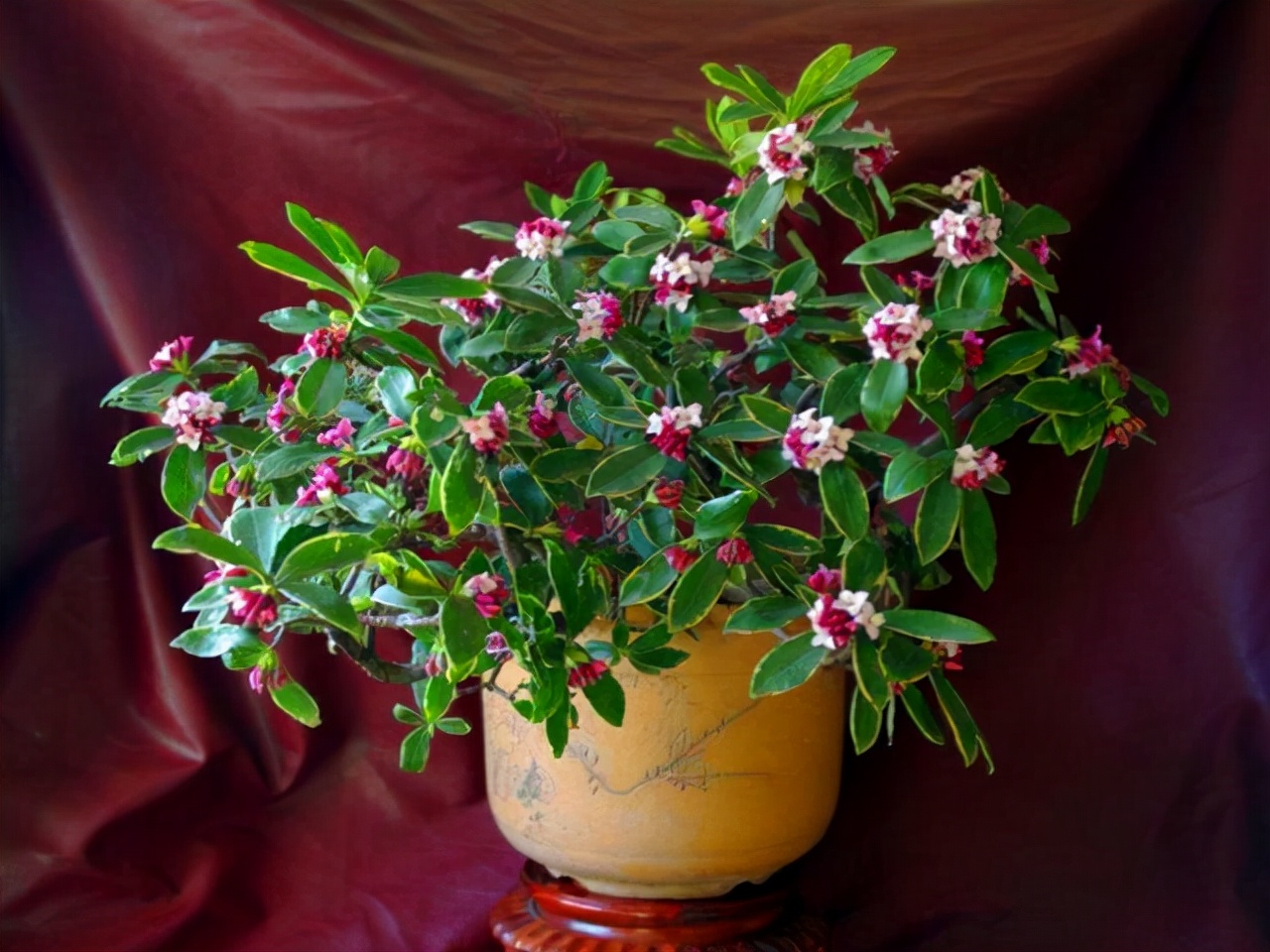 哪些花卉爱阳光浓香好养,喜阴凉的花卉都有哪些好养的