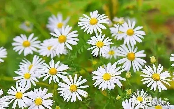 新乡故事：你是不是傻傻地把这些花都叫做野菊花？