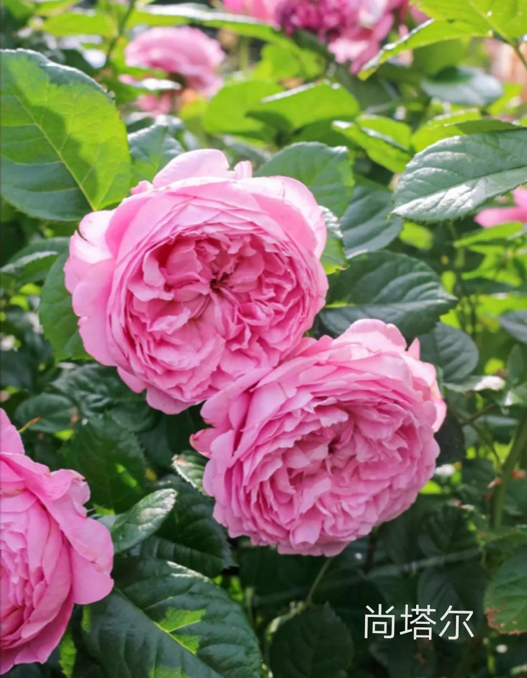 适合做切花的月季品种,十大公认最好切花月季