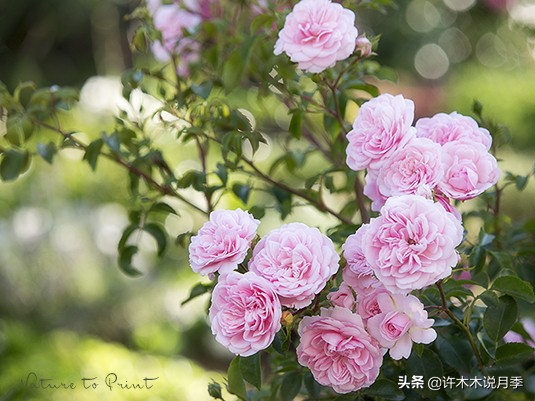 为什么月季一浇水全漏下去了,月季死一半继续养