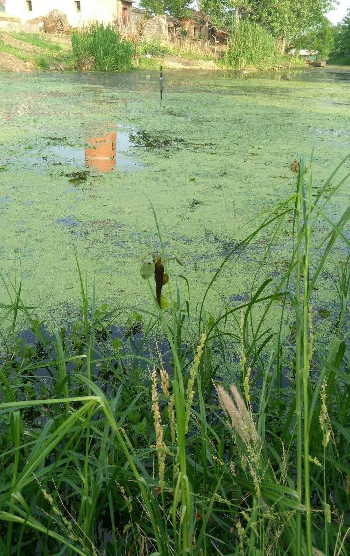 这个季节鲫鱼上浮不开口怎么办,春钓鱼儿上浮不开口怎么办