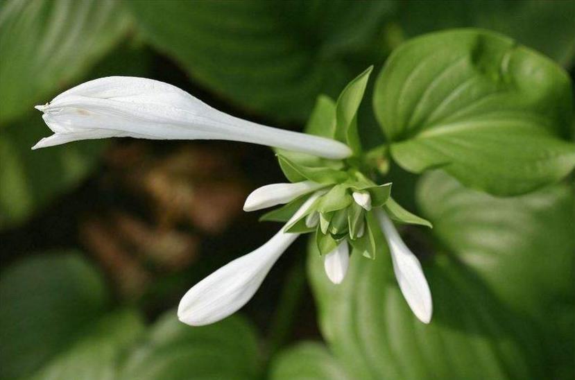 有关玉簪花的古诗词,古诗暗香的诗句