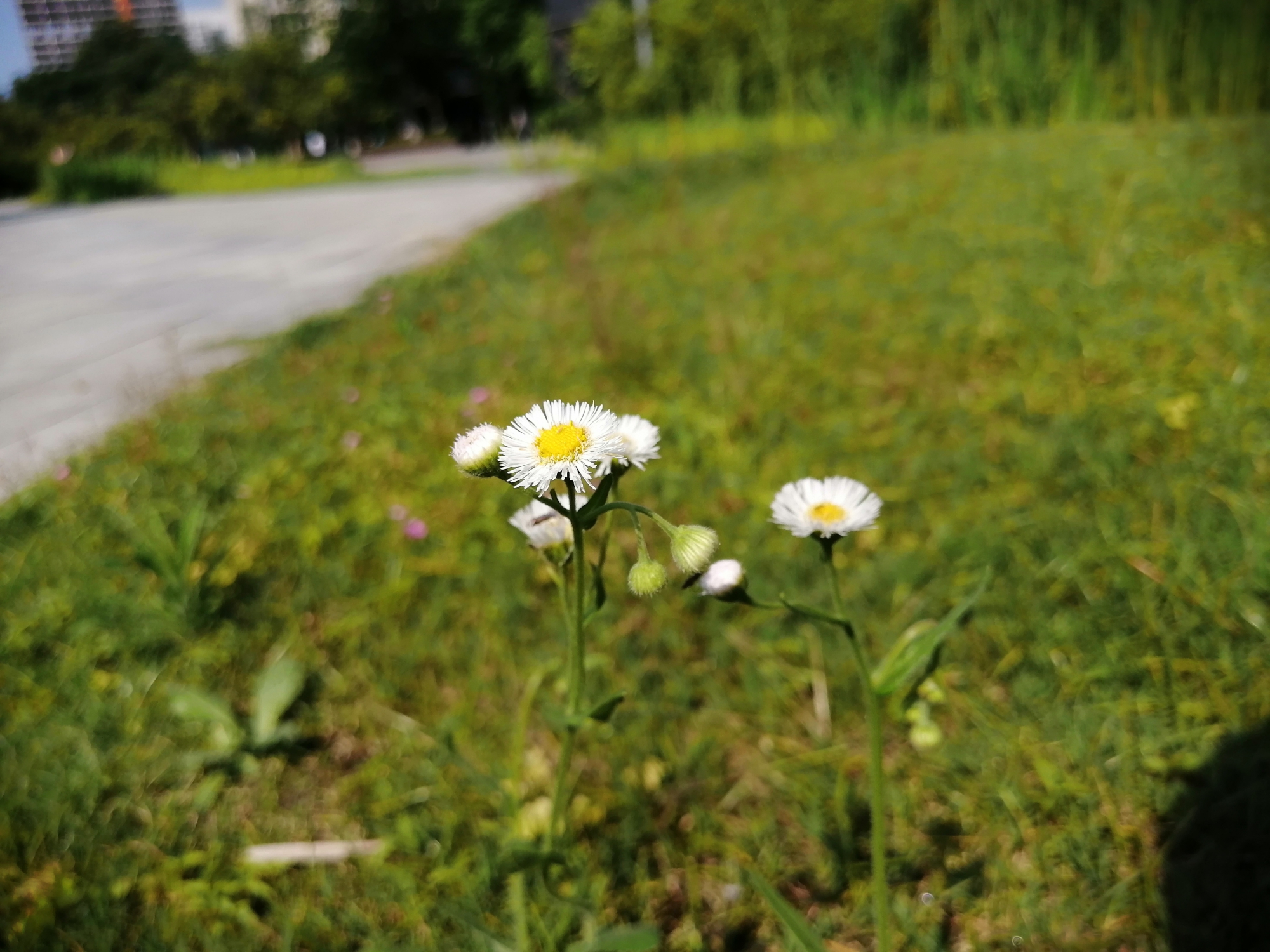 华为麦芒8优点,华为麦芒8的优点