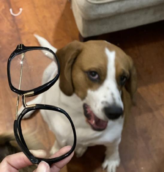 这几种狗狗千万别养,养这几种狗狗非富即贵