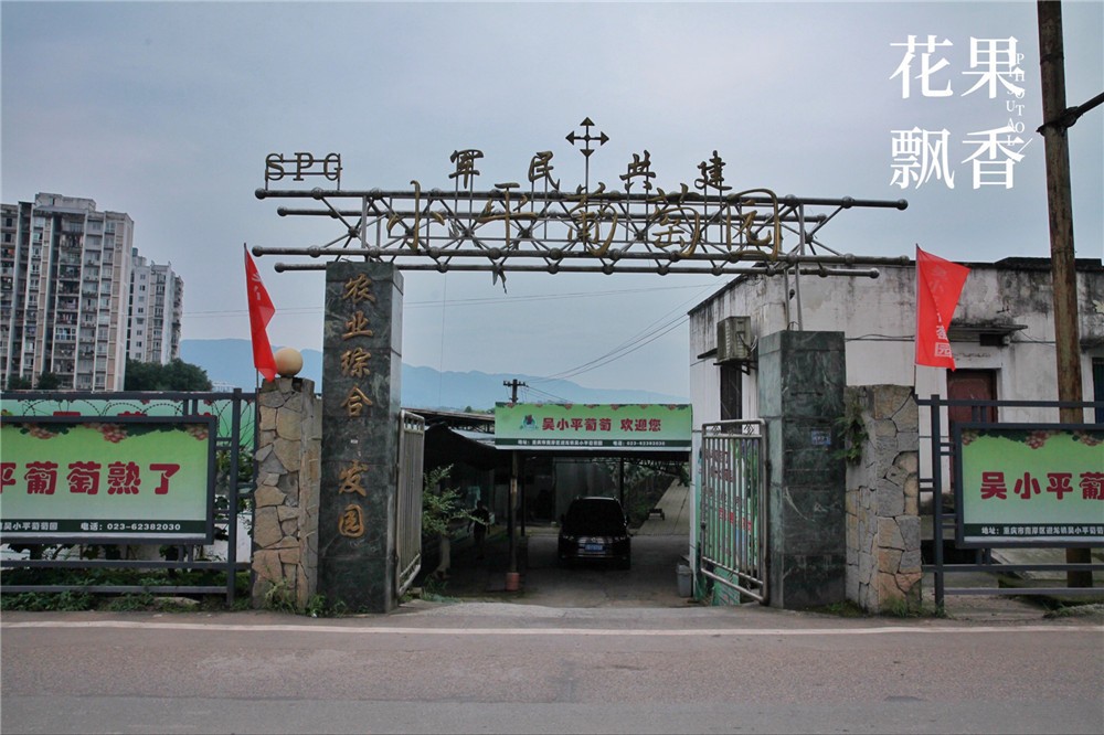 吴小平有机阳光玫瑰葡萄,吴小平的葡萄熟了