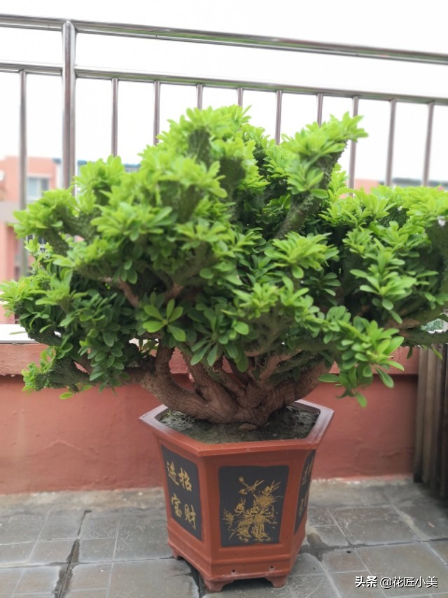 麒麟掌适合养什么植物,哪种麒麟掌盆栽旺