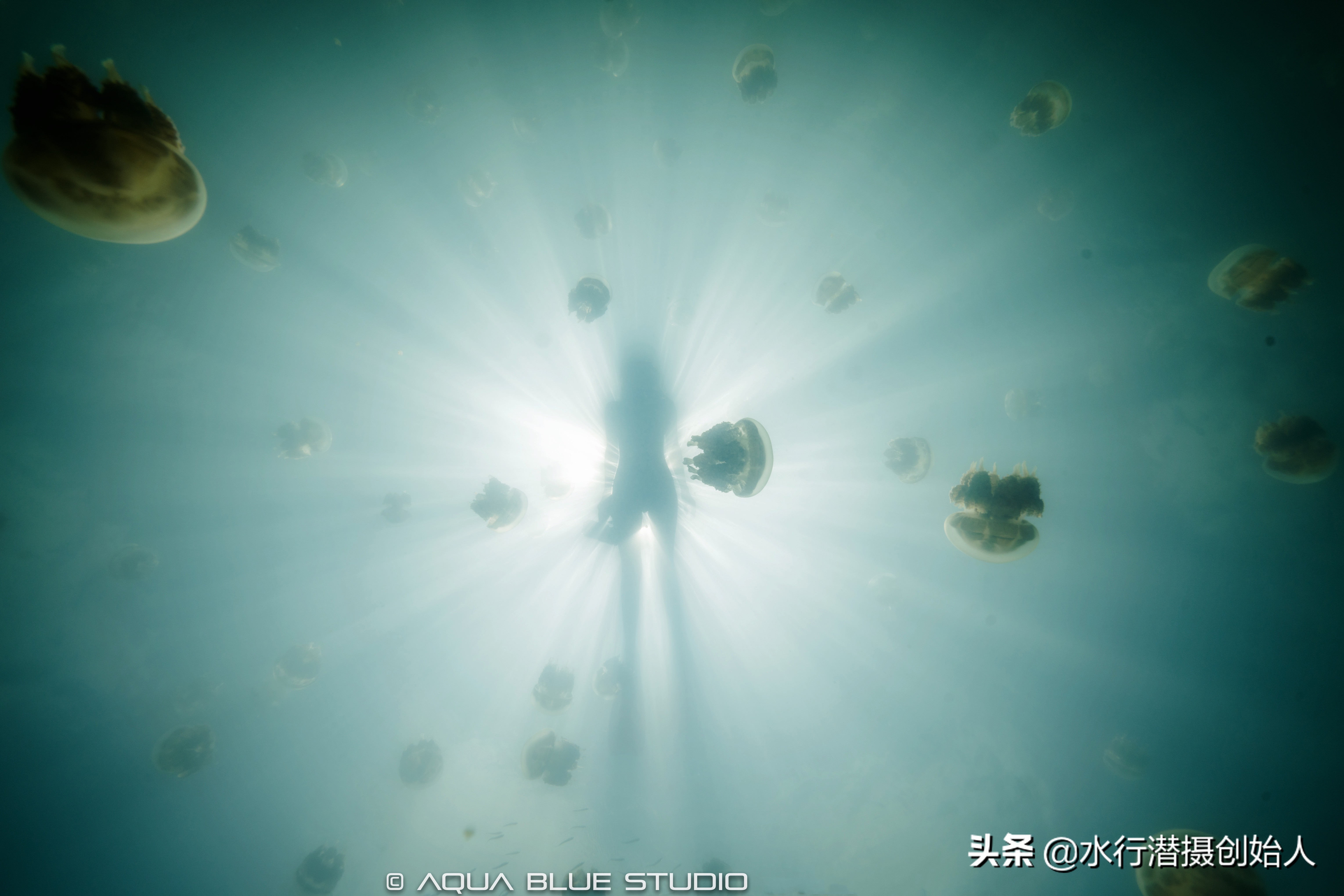 帕劳岛自由行潜水,帕劳水母湖自由潜视频