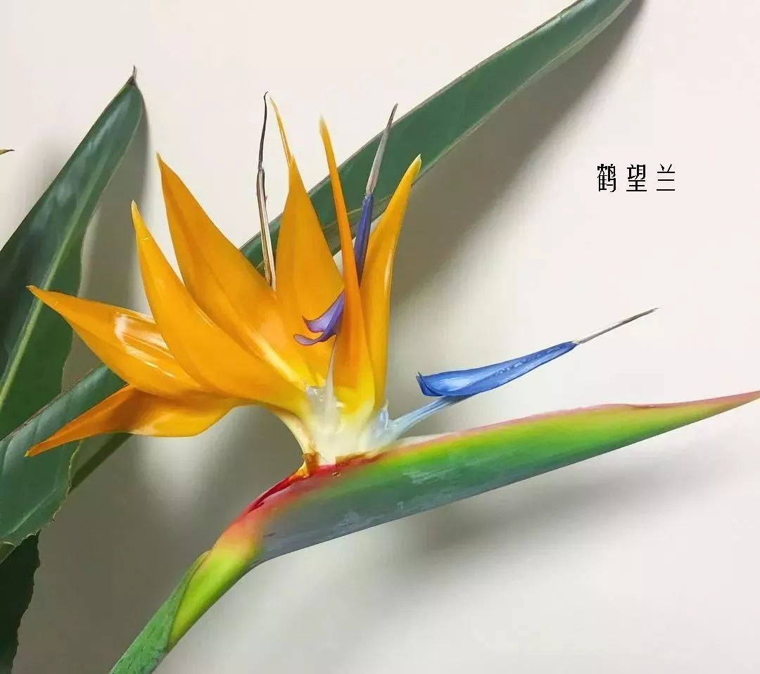 花店里同款的两种不同价格的花材,花店最容易被顾客误解的几种花材