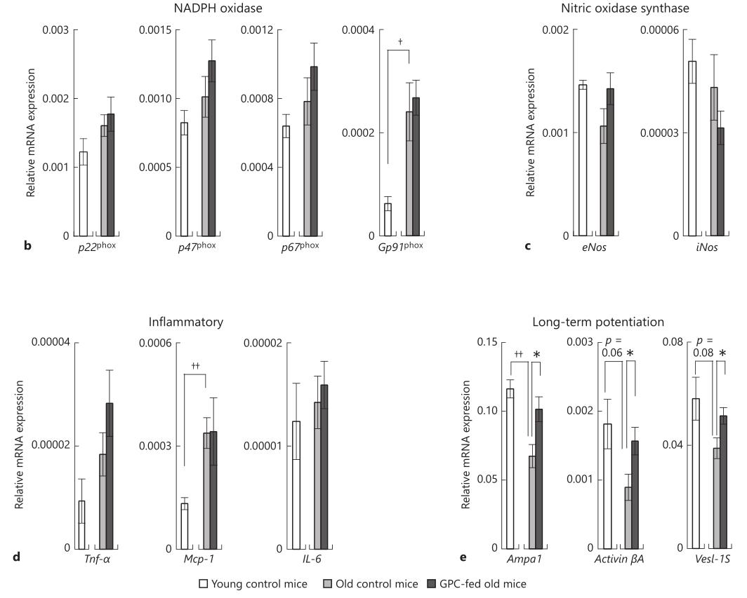 α-GPC逆转记忆衰退的机制：提高记忆力形成的基础——LTP的水平