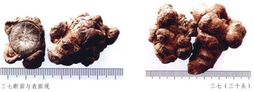 云南三七真伪查询,三七药材的真伪鉴别