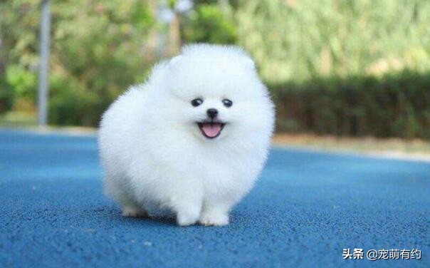 为什么我家博美越来越像狐狸,博美跟狐狸似的