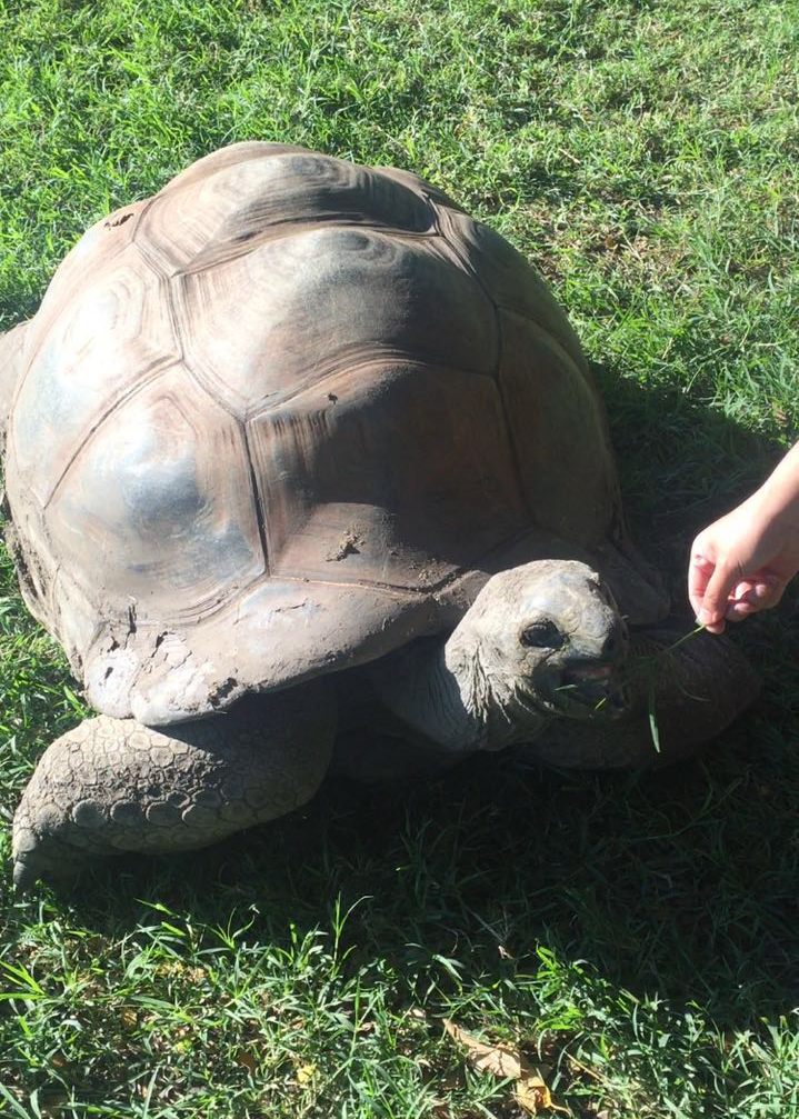 毛里求斯旅游攻略自由行,毛里求斯自由行攻略