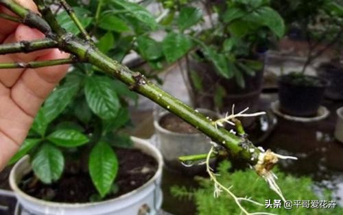 虎皮兰扦插生根最快方法图片,虎皮兰叶子扦插方法和注意事项