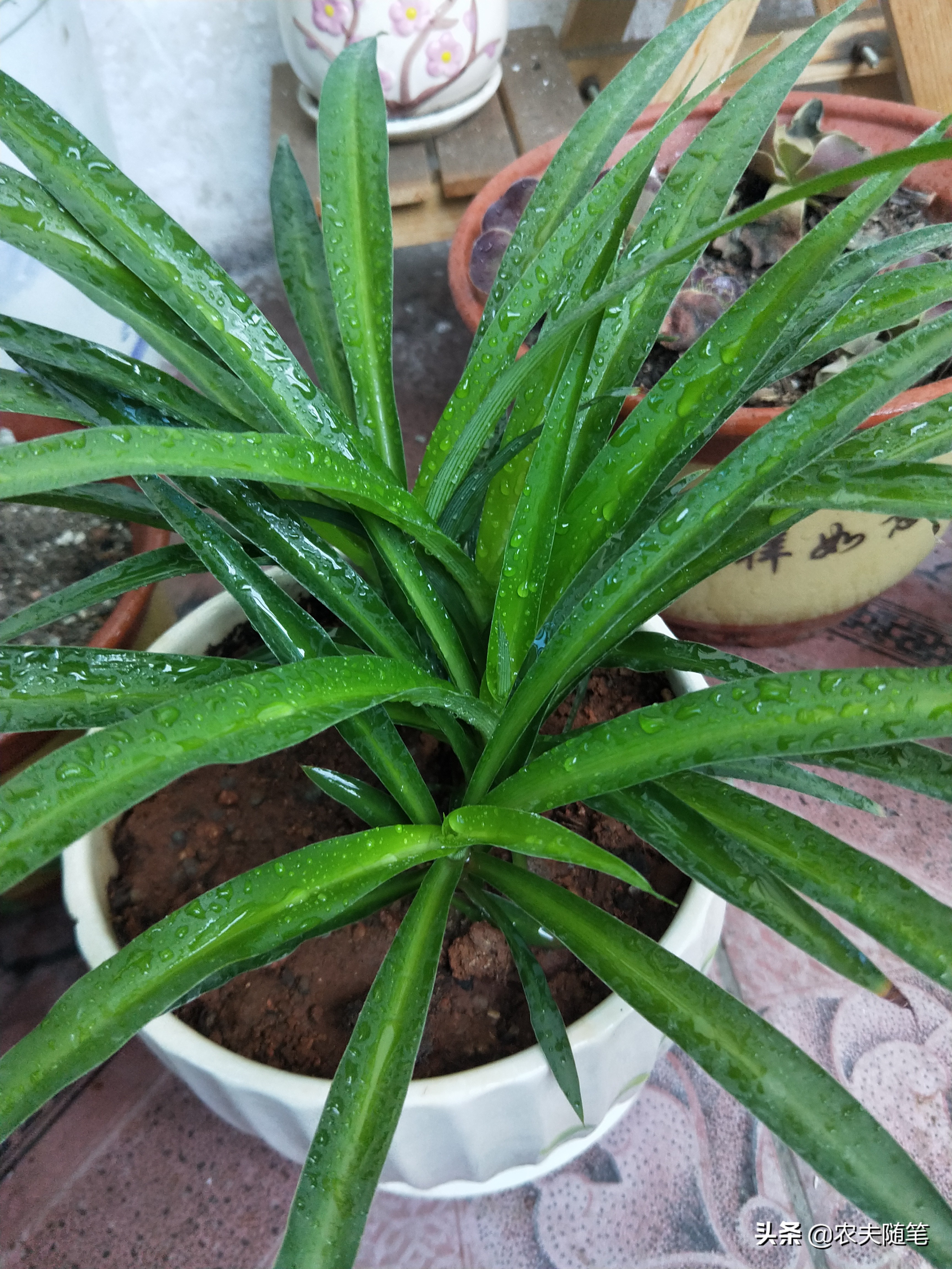 涅槃重生后的吊兰，让我的世界都是花香