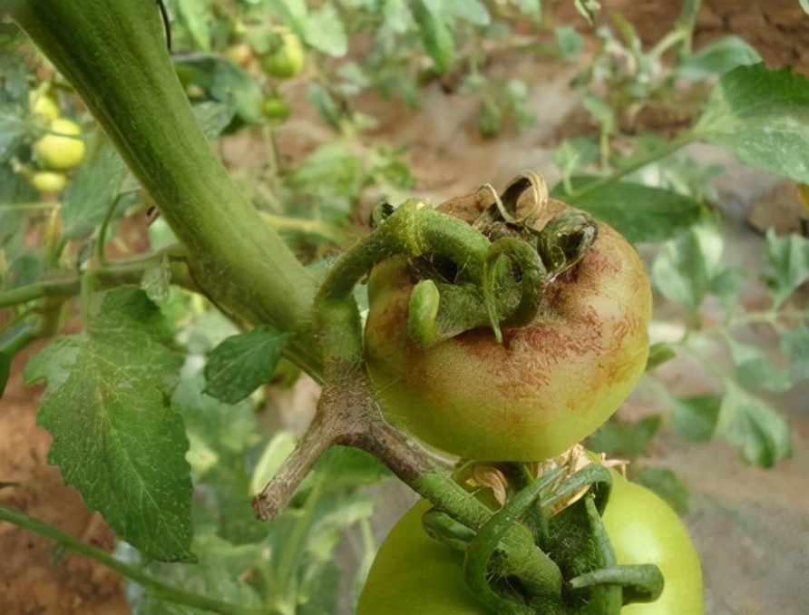西红柿晚疫病和灰霉病怎么区别,西红柿早疫病和晚疫病有什么区别