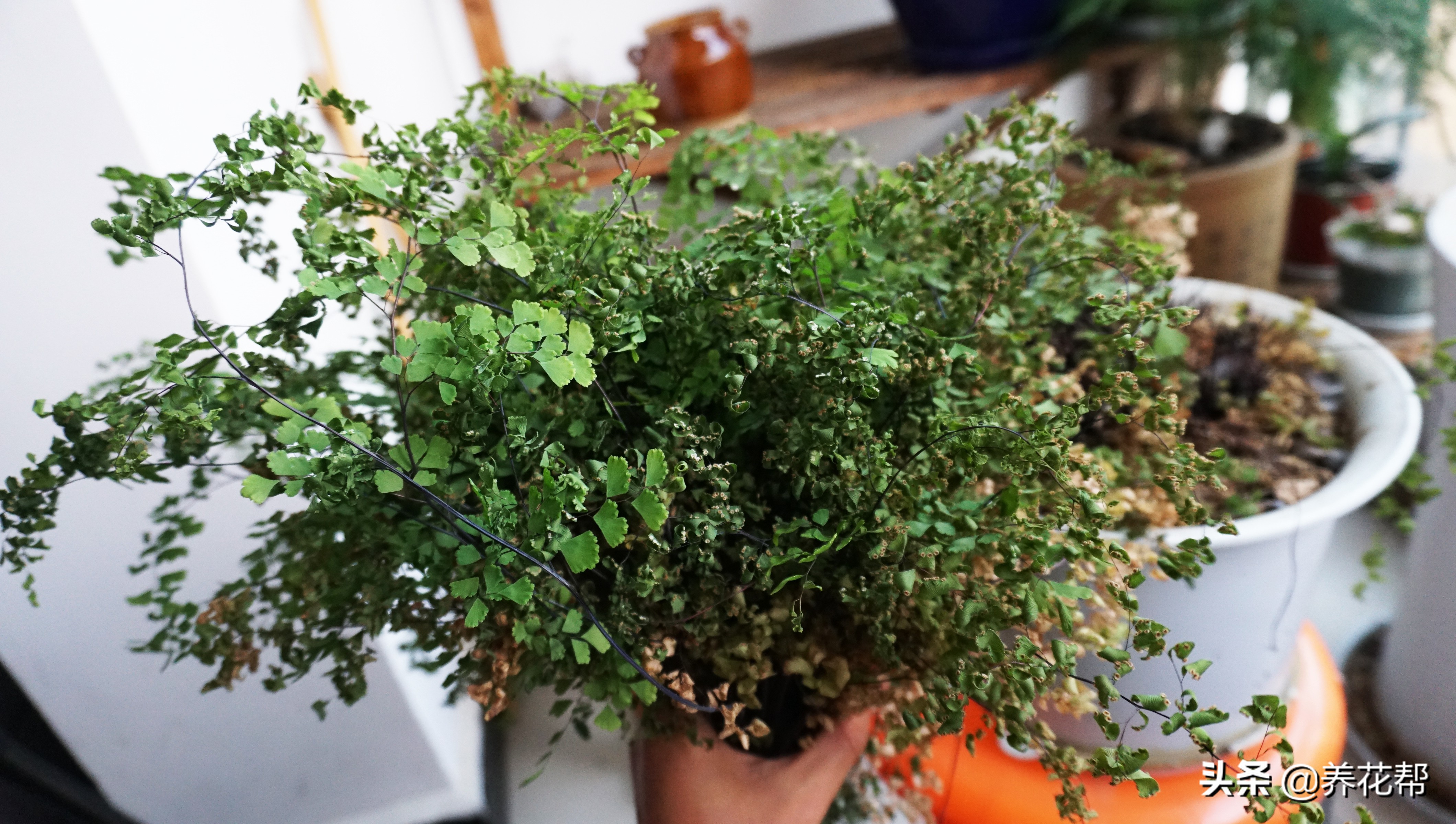 铁线蕨黄叶怎么办,铁线蕨枯叶修剪