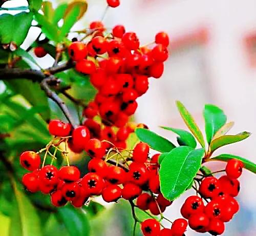 火棘树挂满果图,火棘花开