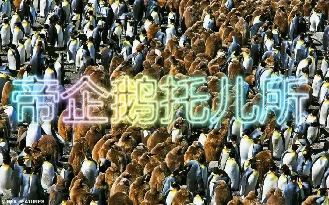 黑五购物大战视频,黑五购物季