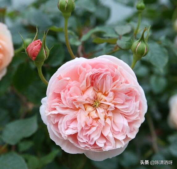 中国月季红色浓香,13种中国红月季让你美个爆