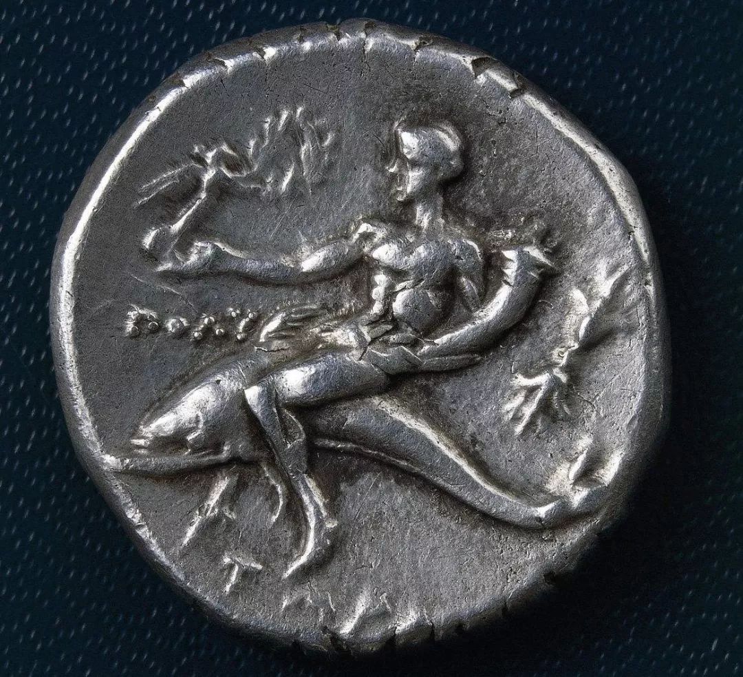 自然探秘所|海之精灵——海豚