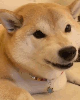 狗狗感冒好了没几天又感冒了,狗狗感冒好了之后还是没精神