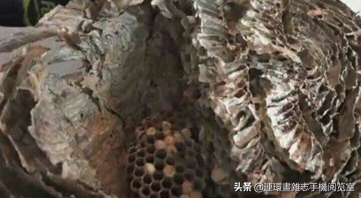 各式蜂巢,各种各样的蜂窝