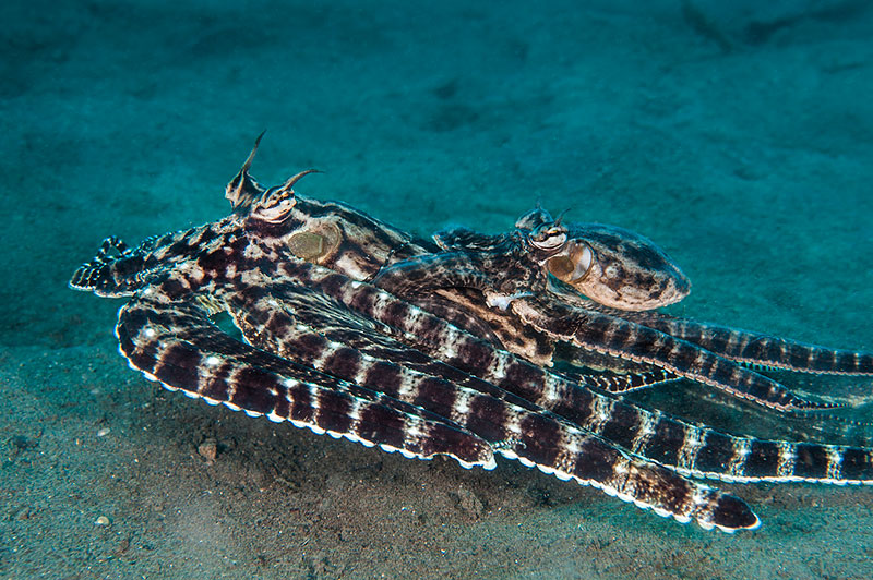 高智商章鱼作为宠物有多恐怖 (章鱼产卵后的死亡无法避免吗)