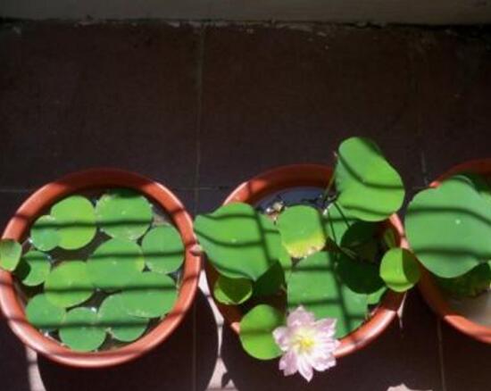 碗莲培育全过程视频,碗莲培育壮苗