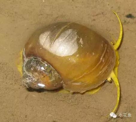 鱼苗消毒和病虫防治,水花鱼苗气泡病发病原因