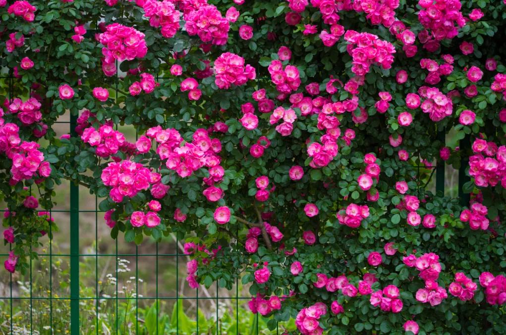 西安公园24小时开放,西安未央湖公园免费开放时间