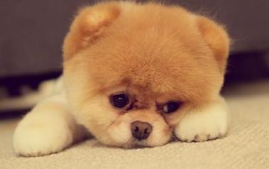 不建议养博美的原因,关于养博美的知识