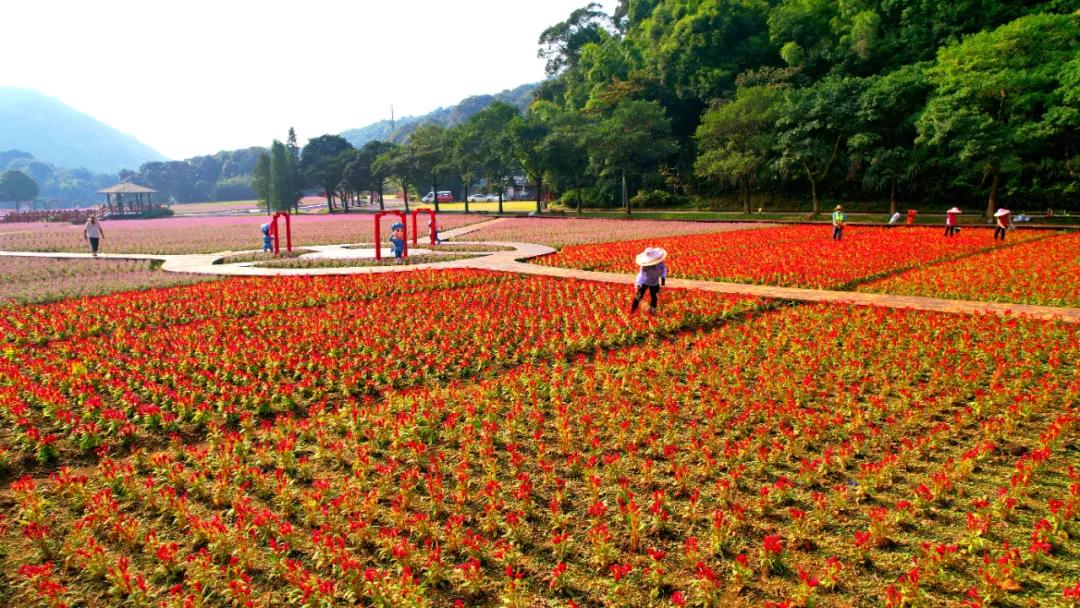 广州花海最新视频,广州花海大片蔚为壮观