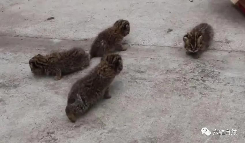 黑龙江一村民发现狐狸,黑龙江村民发现一窝小山狸子