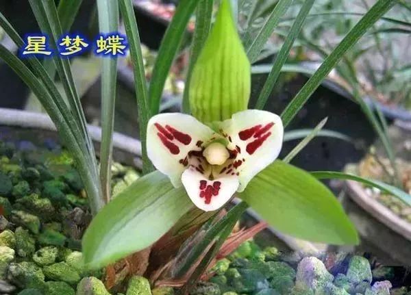 中国兰花的鉴赏标准,中国兰花特征介绍