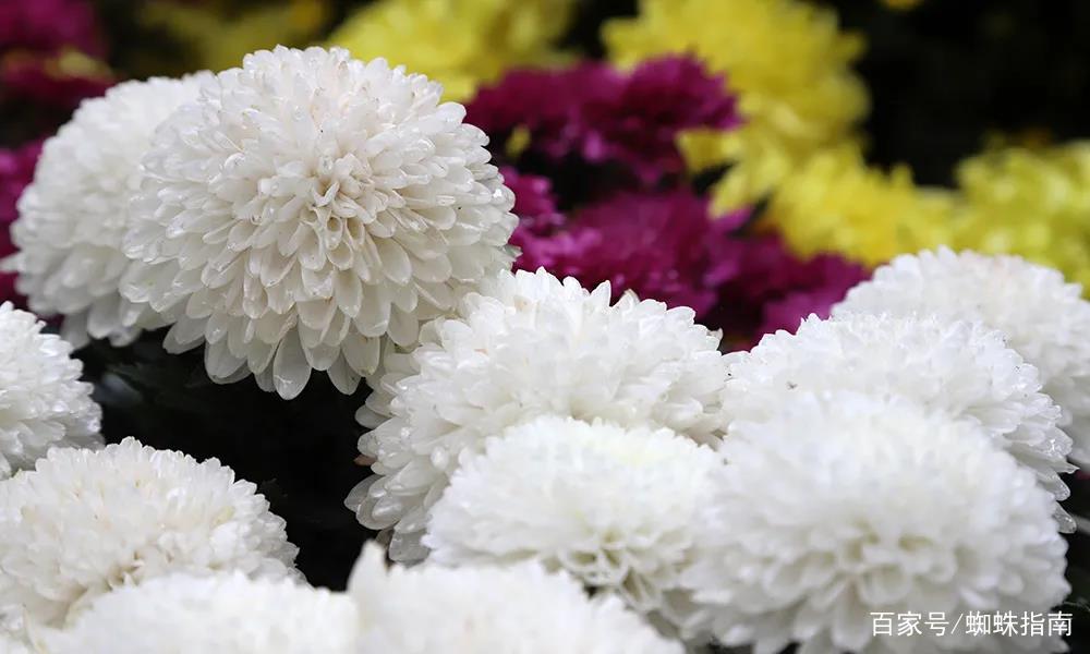 重阳节赏菊正当时，推荐国内这9个地方的赏菊好去处，沉浸式赏花