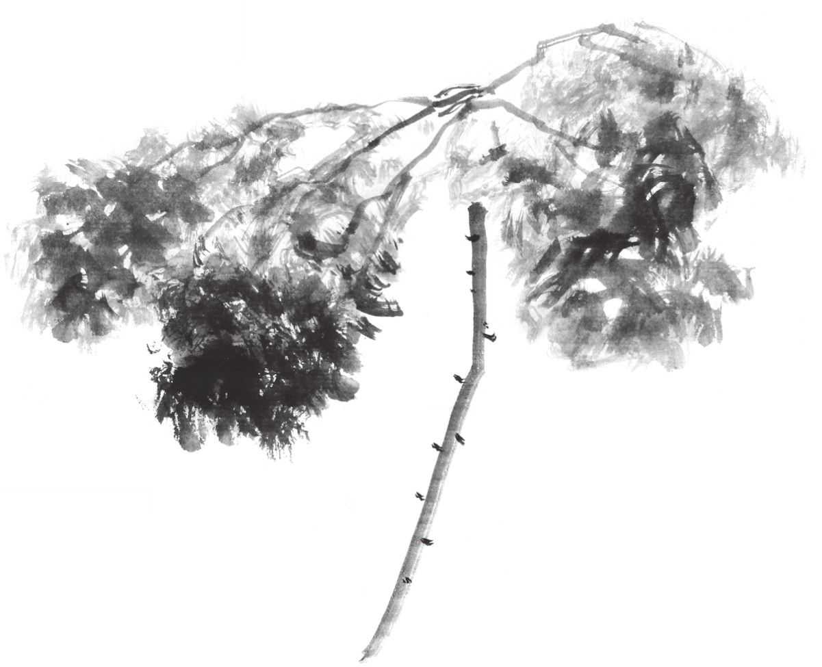 国画刘存惠荷花画法全视频,国画山水画教学视频荷花画法