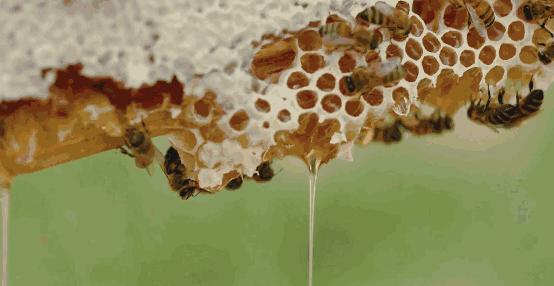 蜂蜜柠檬水,蜂蜜是怎么来的它有什么用