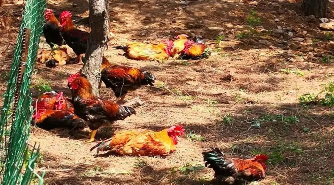 吉林秋日美食推荐,贴秋膘的季节一顿不吃饿得慌