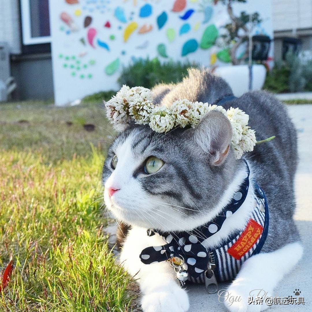 国际权威机构对猫咪的最全分类,猫咪分类大全