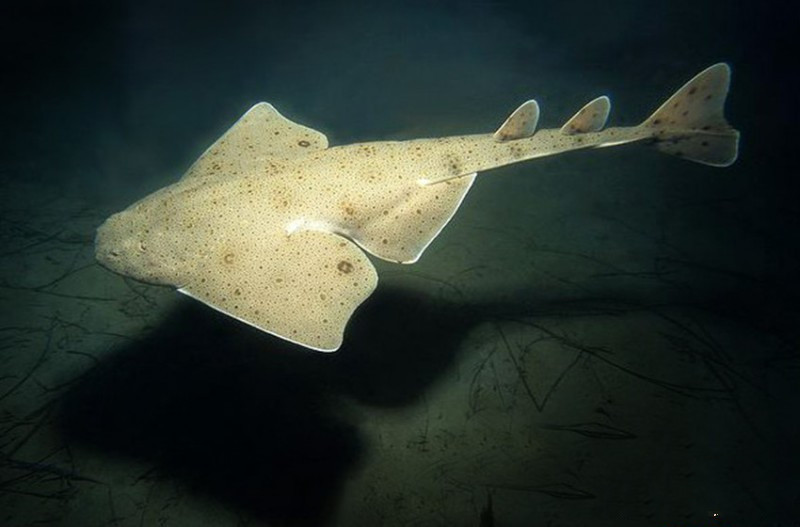 鲨鱼的种类及名称视频,鲨鱼的种类和生活习性