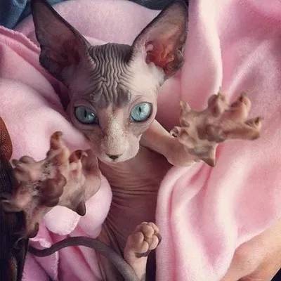 狗毛被剃光狗内心崩溃,把狗毛剃光长出来成卷毛了