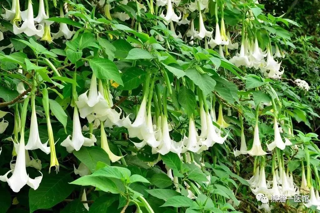 哮喘的克星植物,乡下的一种植物