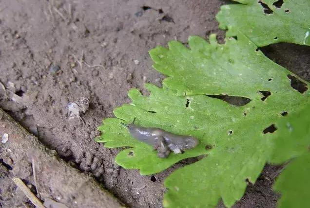 无壳蜗牛藏在花盆哪里,无壳蜗牛