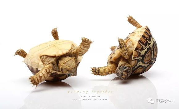 陆龟最好的养法怎么养,陆龟喂养方法与技巧