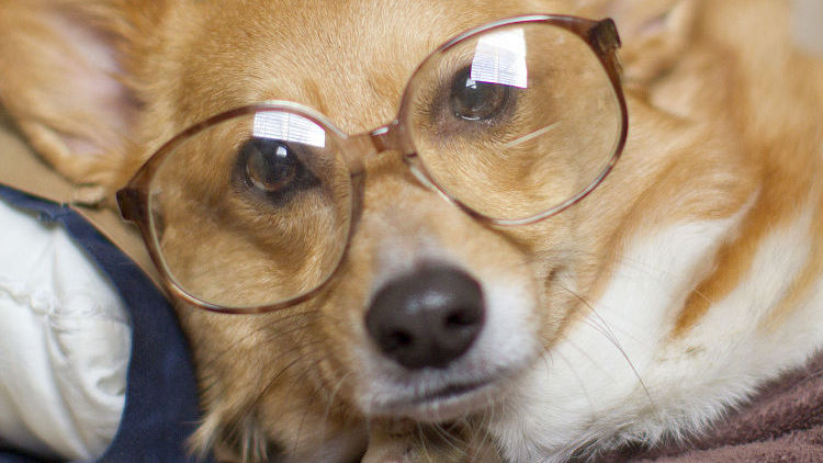 柯基十大优缺点,柯基智身价