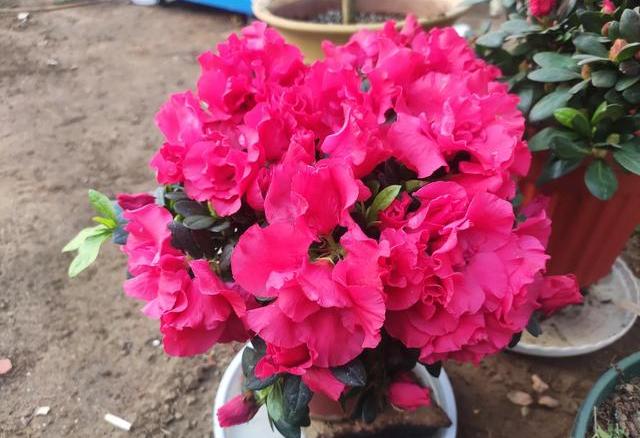 杜鹃花黄叶烂根怎么办,养杜鹃花窍门