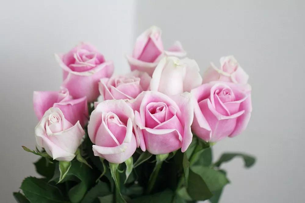 花店常用玫瑰花品种大全,一篇文章带你认识三亚40种花